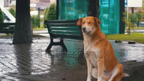 THIS DOG IS VERY CUTE HE SEE THE POEPLE ON ROAD