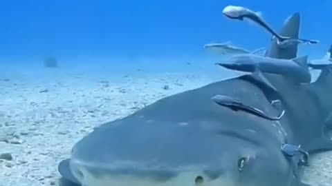 Smiling Shark Moment