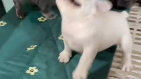 Meet the Sassy Boston Terrier Puppy and Her Timid Siblings!