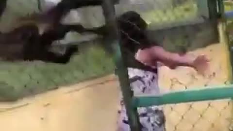 Monkey attacks inattentive girl 2 times 😲😂