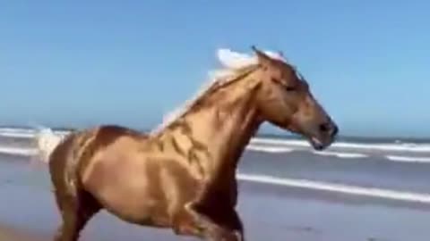 Golden horse