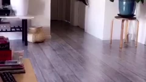 Black cat playing with toothpick and jumping on walls