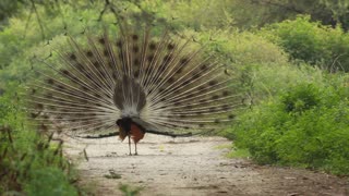 Peacock dancing