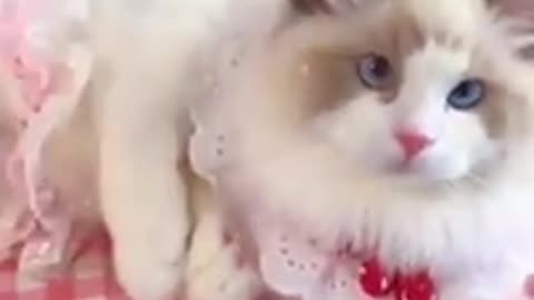 Cute cat videos ❤️🔥