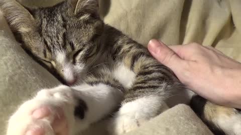 Baby Cat Relaxes on the Warm Soft Blanket