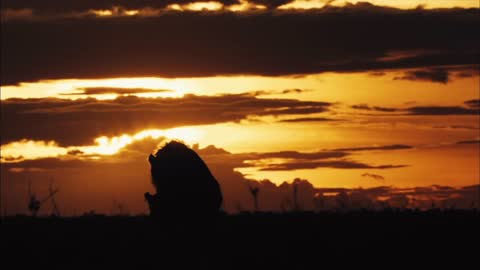 The setting sun in the forest