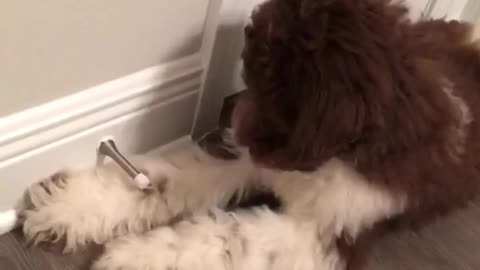 Brown poodle door stopper