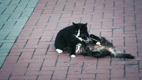 Cute and Funny cat playing | Cat | Street | Fun | Animal | Play | AnimalWild life