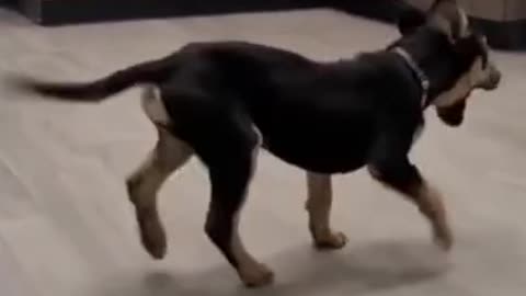 Happy Dancing Dog Tik Tok #Funny #Dog #TikTok #Shorts