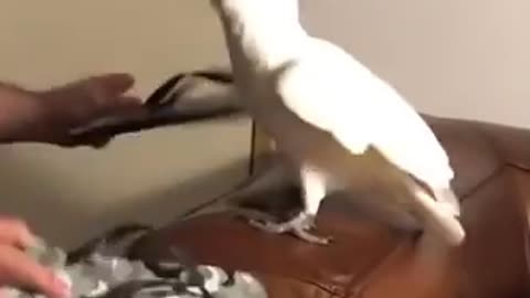 Cockatoo Dancing to the Beat of the Thongs