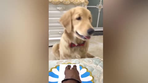 Very funny video as dog react to cutting cake