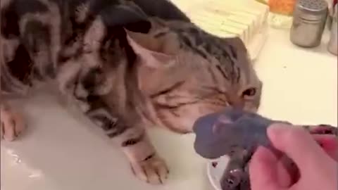 Funny cat videos | Funny cat video | Funny cats #Short