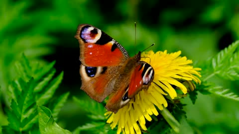 Beautiful flower with the butterfly