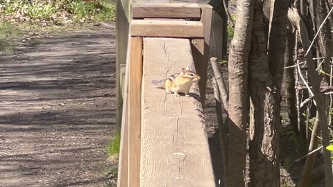 Very cute little chippy at James Gardens