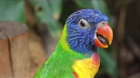 Parrot Video