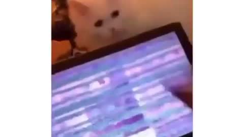 Imagine breaking ur laptop from your Cat 😂😂#funny Videos