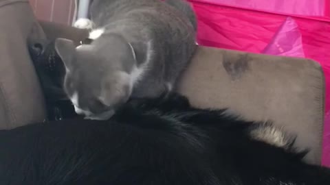 Cat and black dog play fight on couch