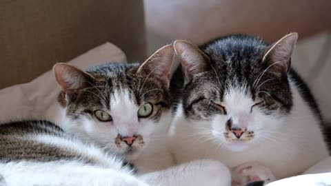 Close-up Footage Of Pet Cats At Rest