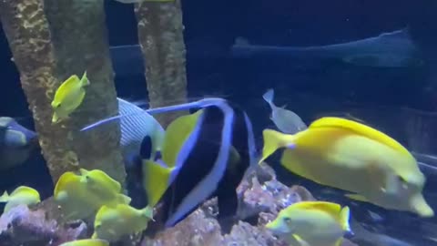 Blue fish beautiful fish in Tampa aquarium