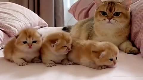 Baby Cats - Cute and Funny Cat Videos Compilation &4 || Cutest Kitten