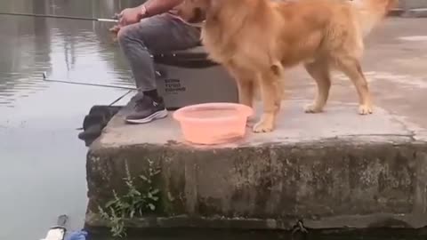 DOG SAVING THE FISH ......😍❤