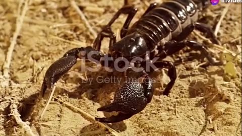 Scorpion Anatomy- Nature's Ultimate Predator Adaptations