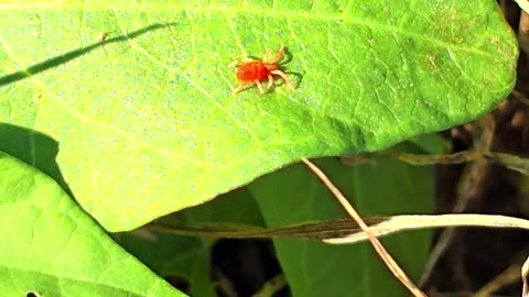 Small mite crawling on a leaf.