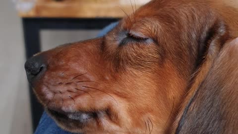 Adorable dachshund puppy is taking a nap