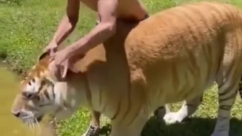 Funny Animal compilations