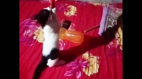 Kitten Playing In The Bed - Cat Funny Videos