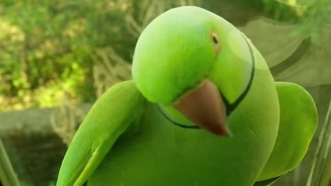 A green parrot perched on a glass window ledge