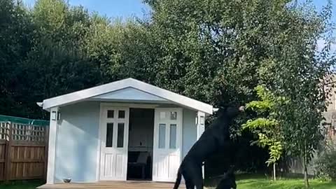 Black dogs getting a ball