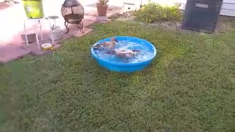 Swimming Ducklings