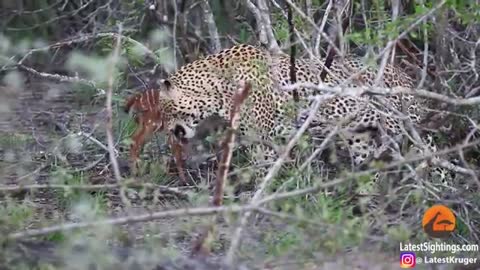 Baby Buck Headbutts Leopard Persistently To Try Escape