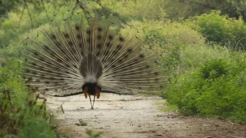 Peacock Video/Peacock🦚 dance video/ Full HD quality.