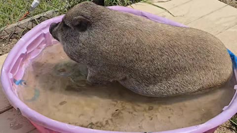 Daisy Mae Showing Her Moves in her Pink Pool