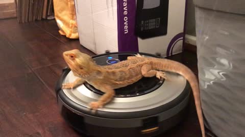 Bearded Dragon Takes Relaxing Roomba Ride