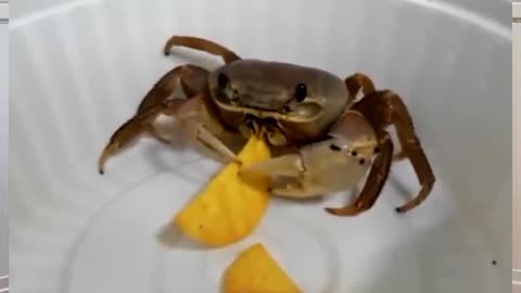 pet crab eating chips (pet video)