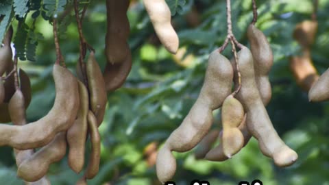 ***Tamarind Tales: Origin, Nutrition, and Serving Suggestions***