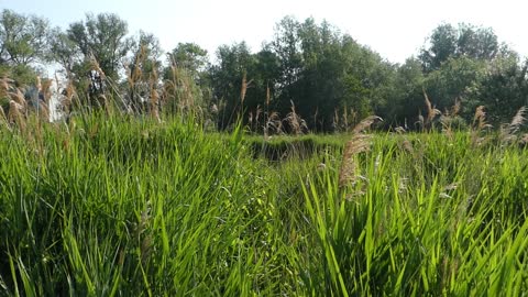 Vogels Verkade terrein Zaandam