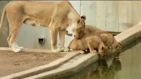 Mom knocks lion cub into the water