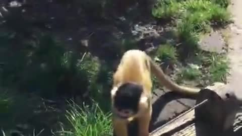 Getting too close to a Monkey