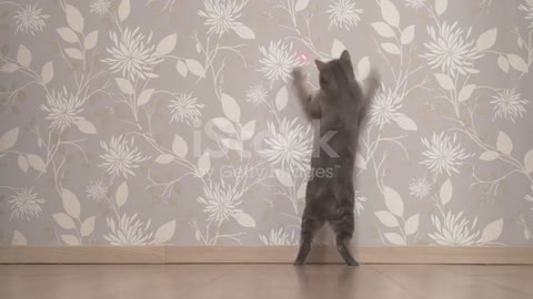 The cat wants to catch lasers