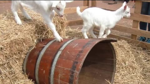 Grassfed organic farm in the Netherland