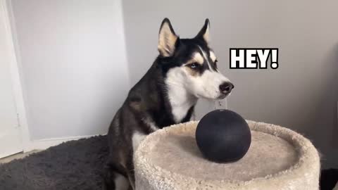 My HUSKY Talks To ALEXA | (She Beat up Alexa!)