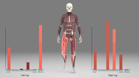 Leg Muscles During Walking!!