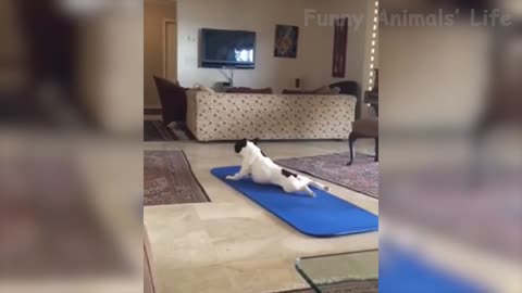 Pug perfectly doing his yoga moves