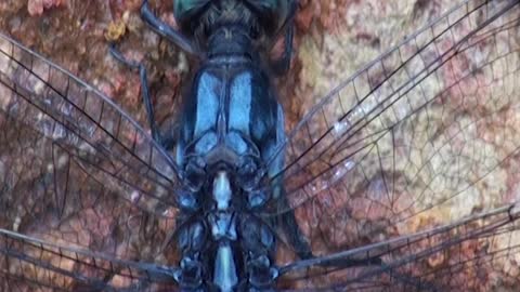 Dragonfly Breathing | Sky Hunters | Dragonfly