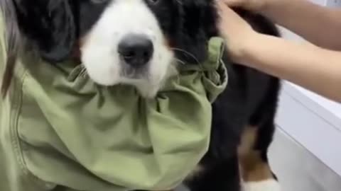 Puppy hates needles