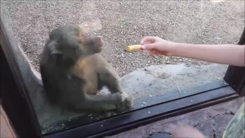 Monkeys react to magic